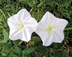 Datura Moonflower - View 5