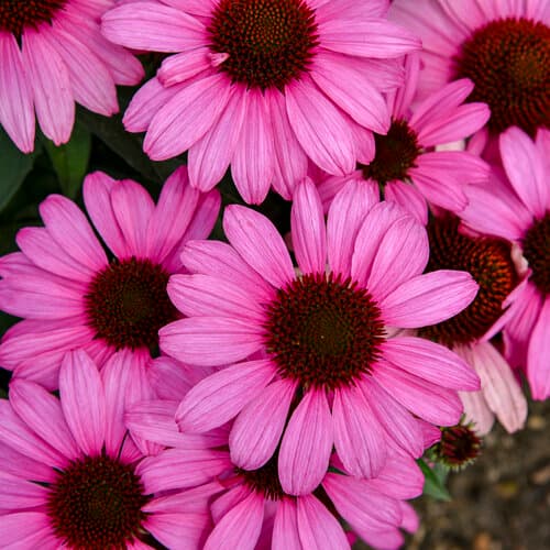 Echinacea Seed - View 4