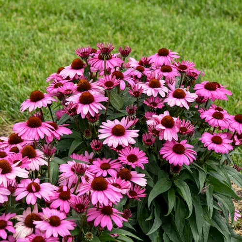 Echinacea Seed - View 5