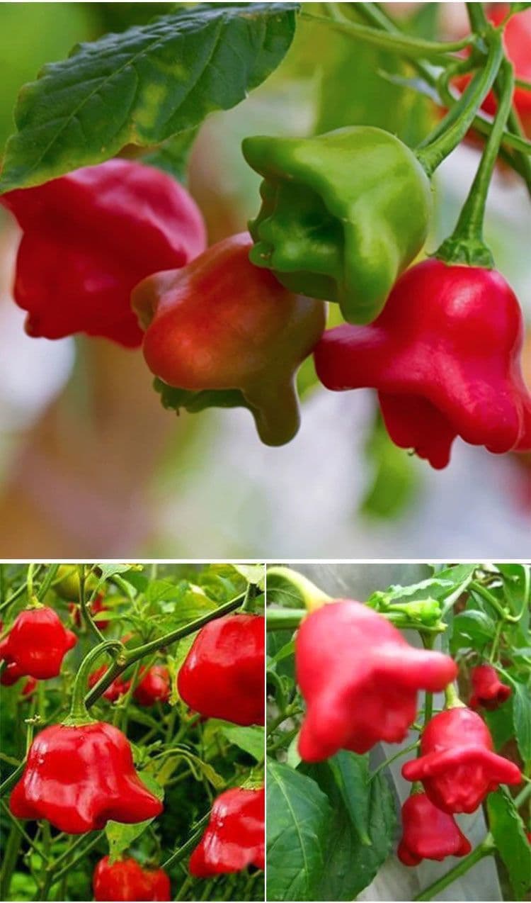 Chime Pepper Seed - View 3