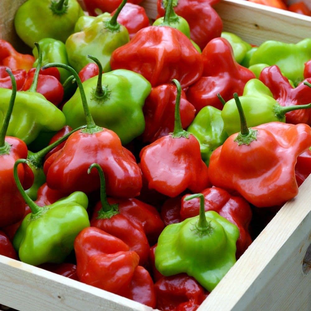 Chime Pepper Seed - View 4