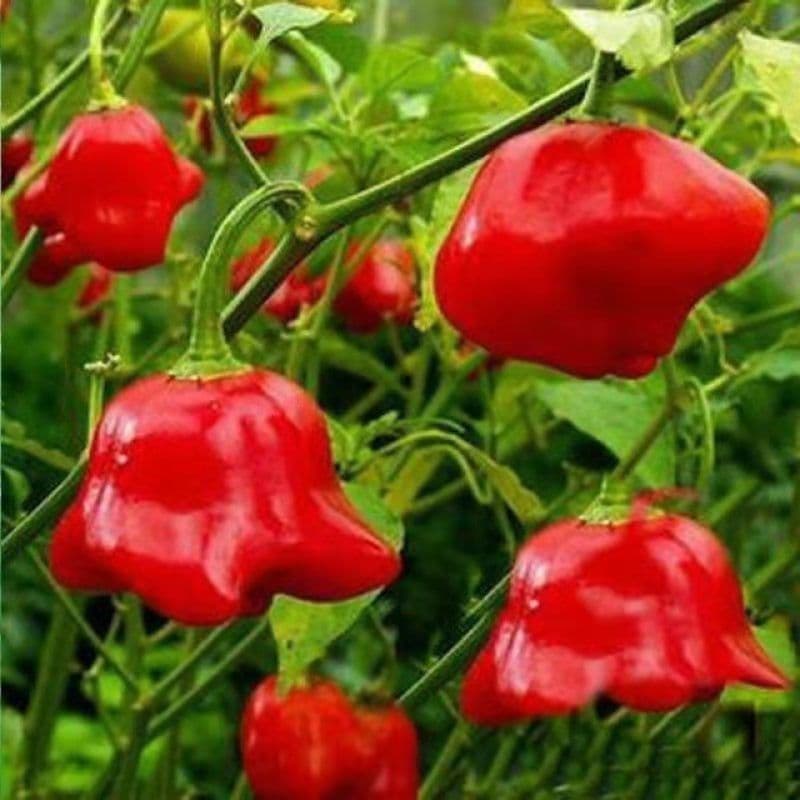 Chime Pepper Seed - View 5