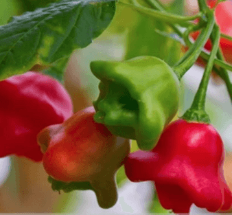 Chime Pepper Seed - View 1