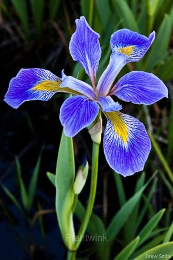 Iris Seed - View 2