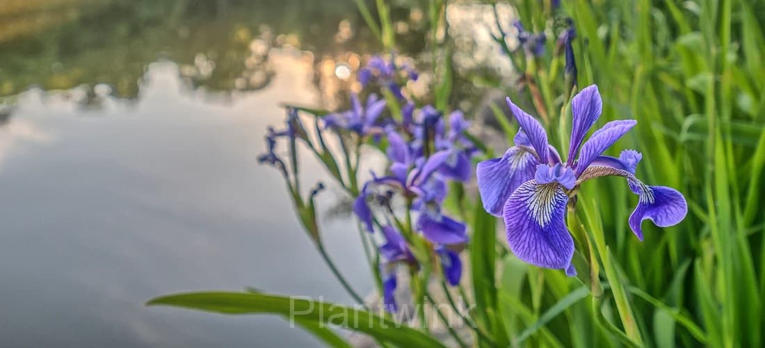 Iris Seed - View 3