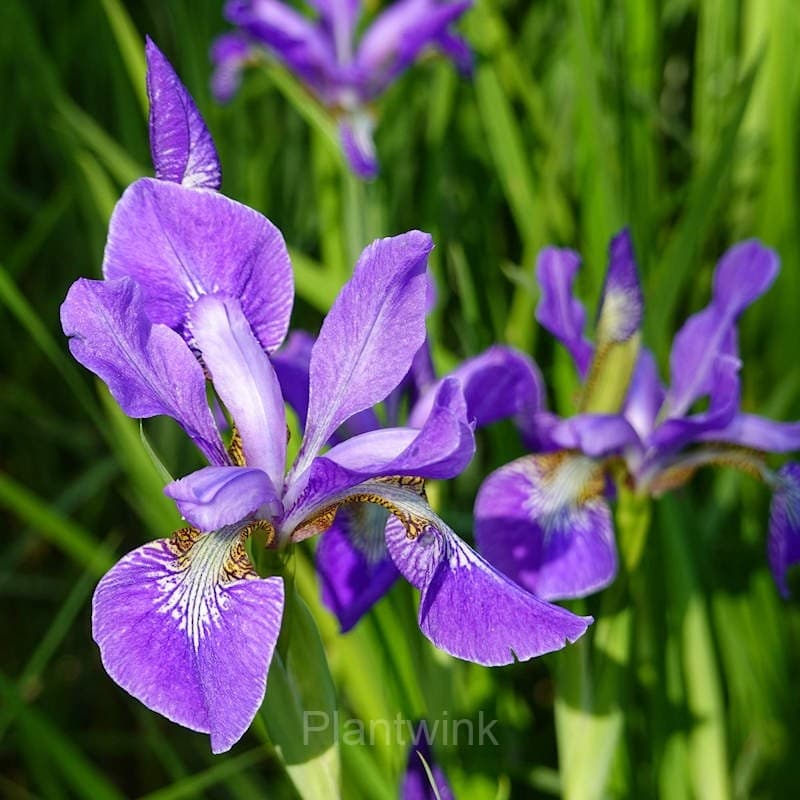 Iris Seed - View 4