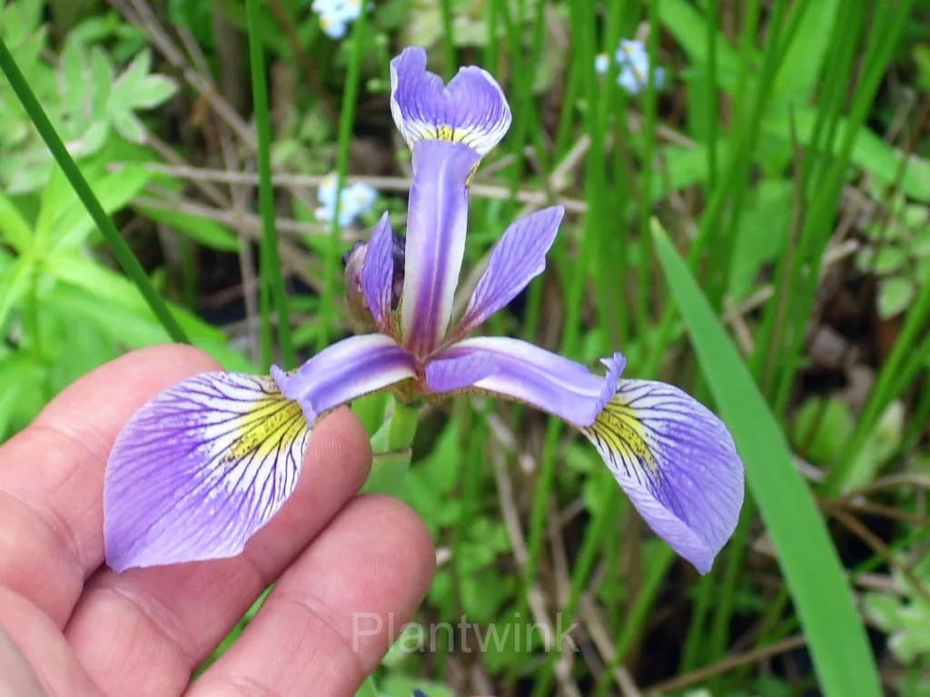 Iris Seed - View 5