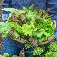 Premium Lettuce Seed - View 2