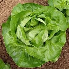 Premium Lettuce Seed - View 3