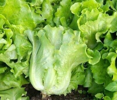 Premium Lettuce Seed - View 1