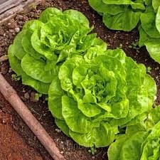 Premium Lettuce Seed - View 4