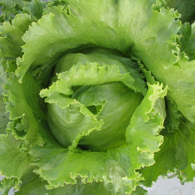Premium Lettuce Seed - View 5