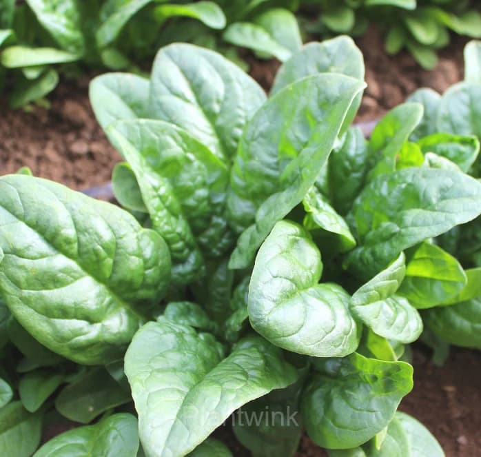 Big-leaf Spinach Seed - View 3