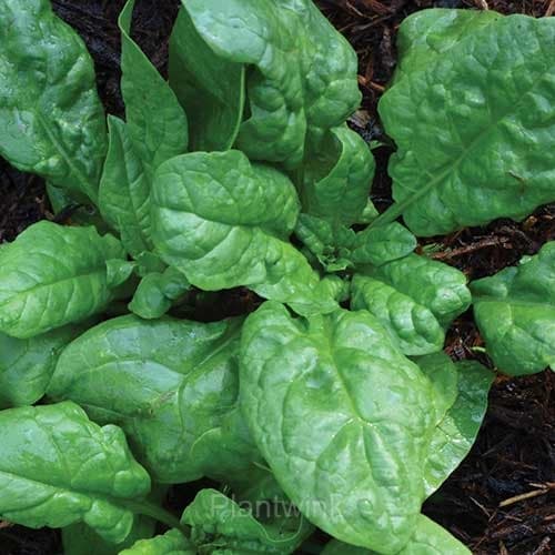 Big-leaf Spinach Seed - View 4