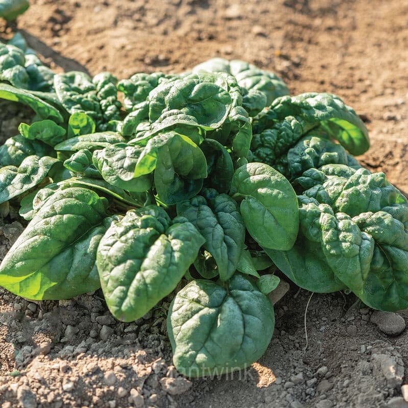 Big-leaf Spinach Seed - View 5