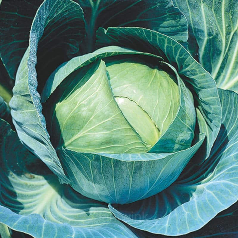 Hybrid Cabbage Seed - View 2