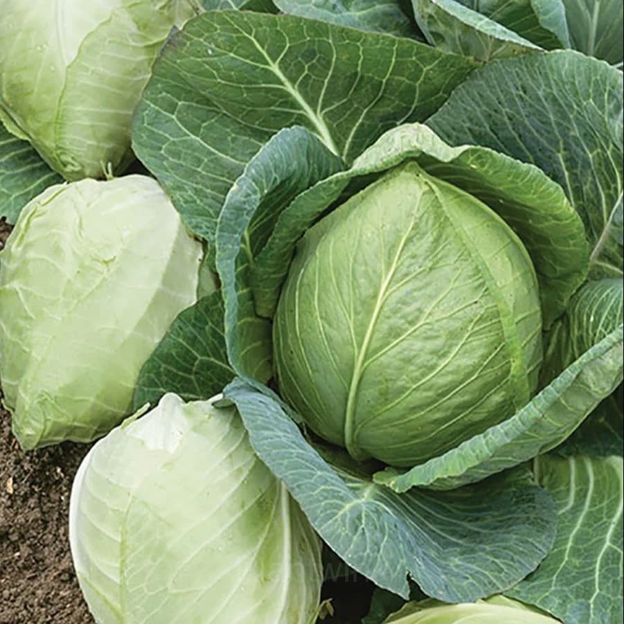 Hybrid Cabbage Seed - View 3