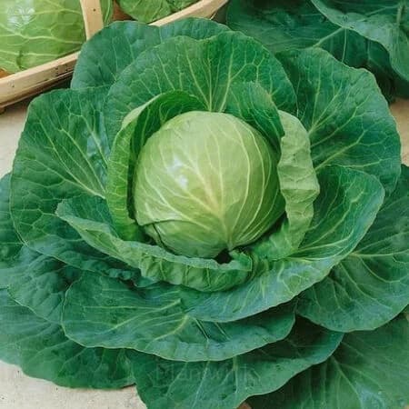 Hybrid Cabbage Seed - View 4