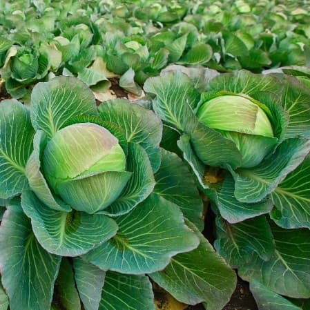 Hybrid Cabbage Seed - View 1