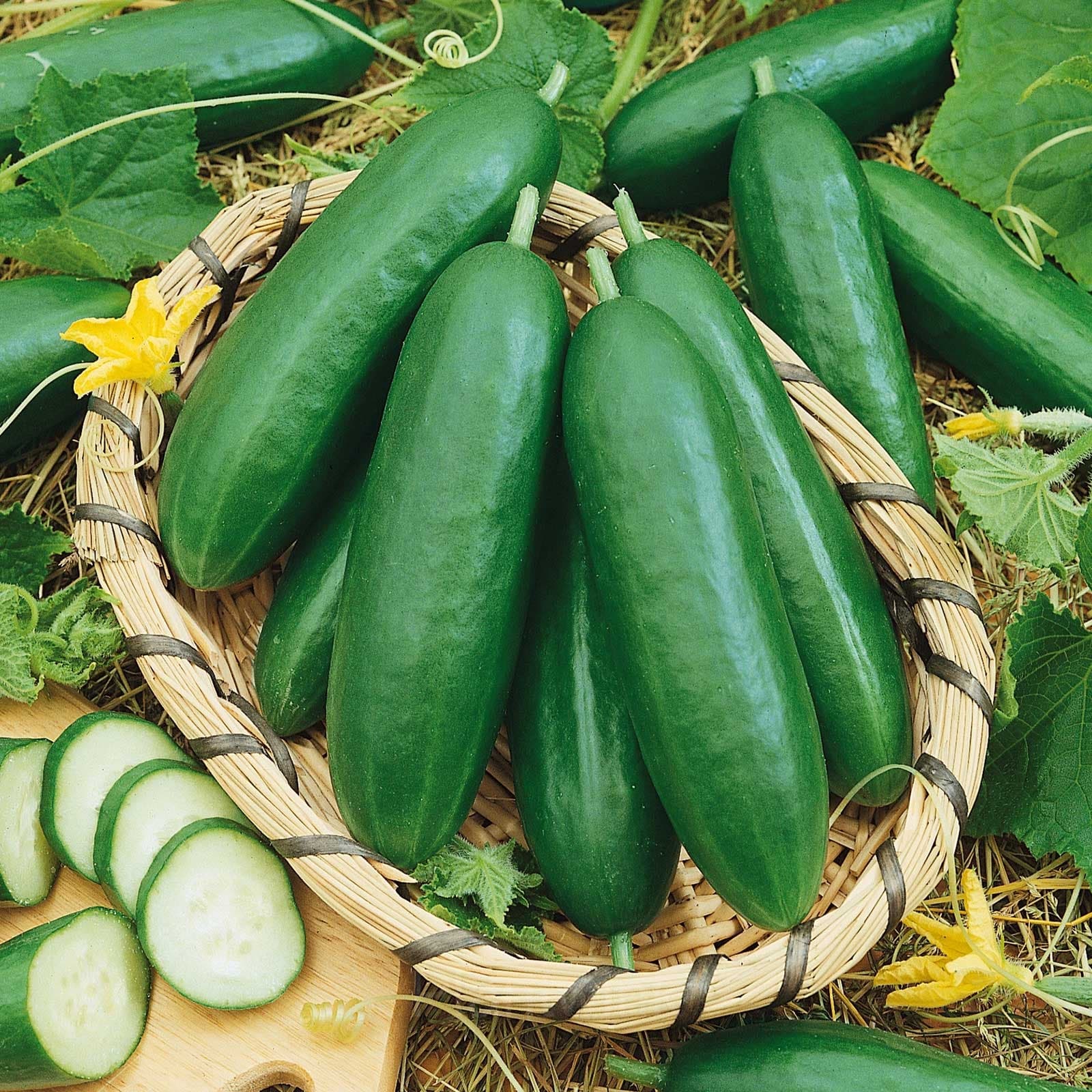 Cucumber Seed - View 2