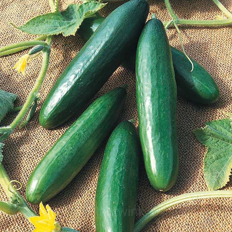 Cucumber Seed - View 3
