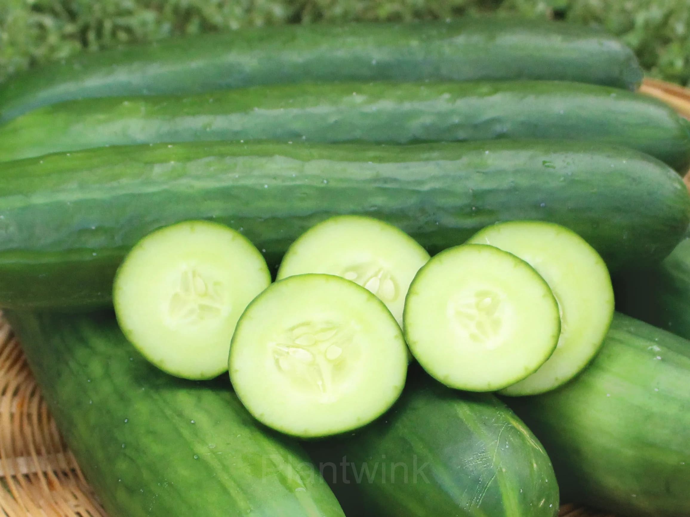 Cucumber Seed - View 5