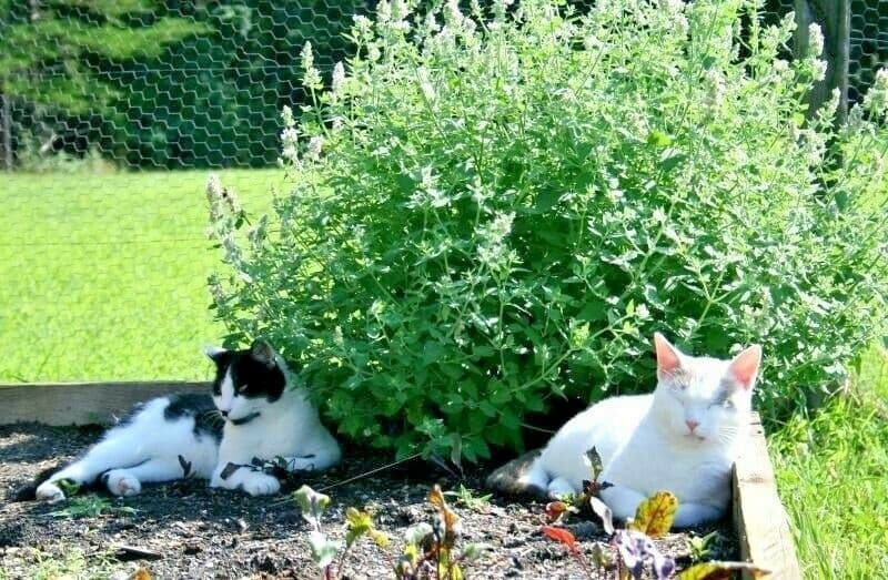 Catnip Seed - View 2