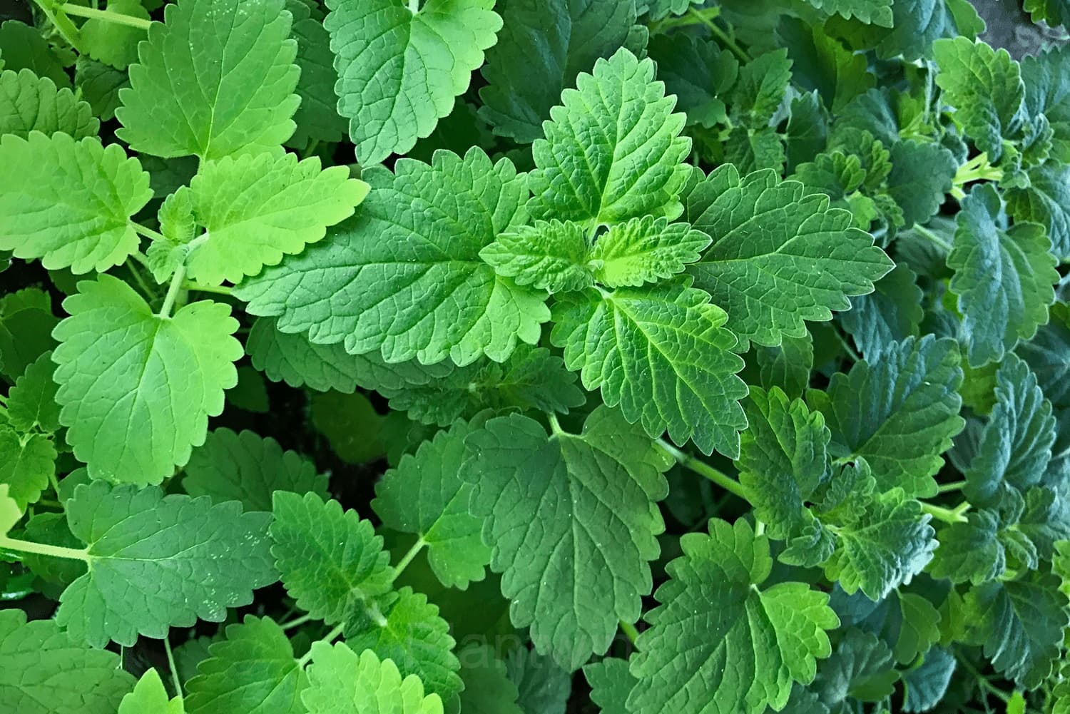 Catnip Seed - View 3