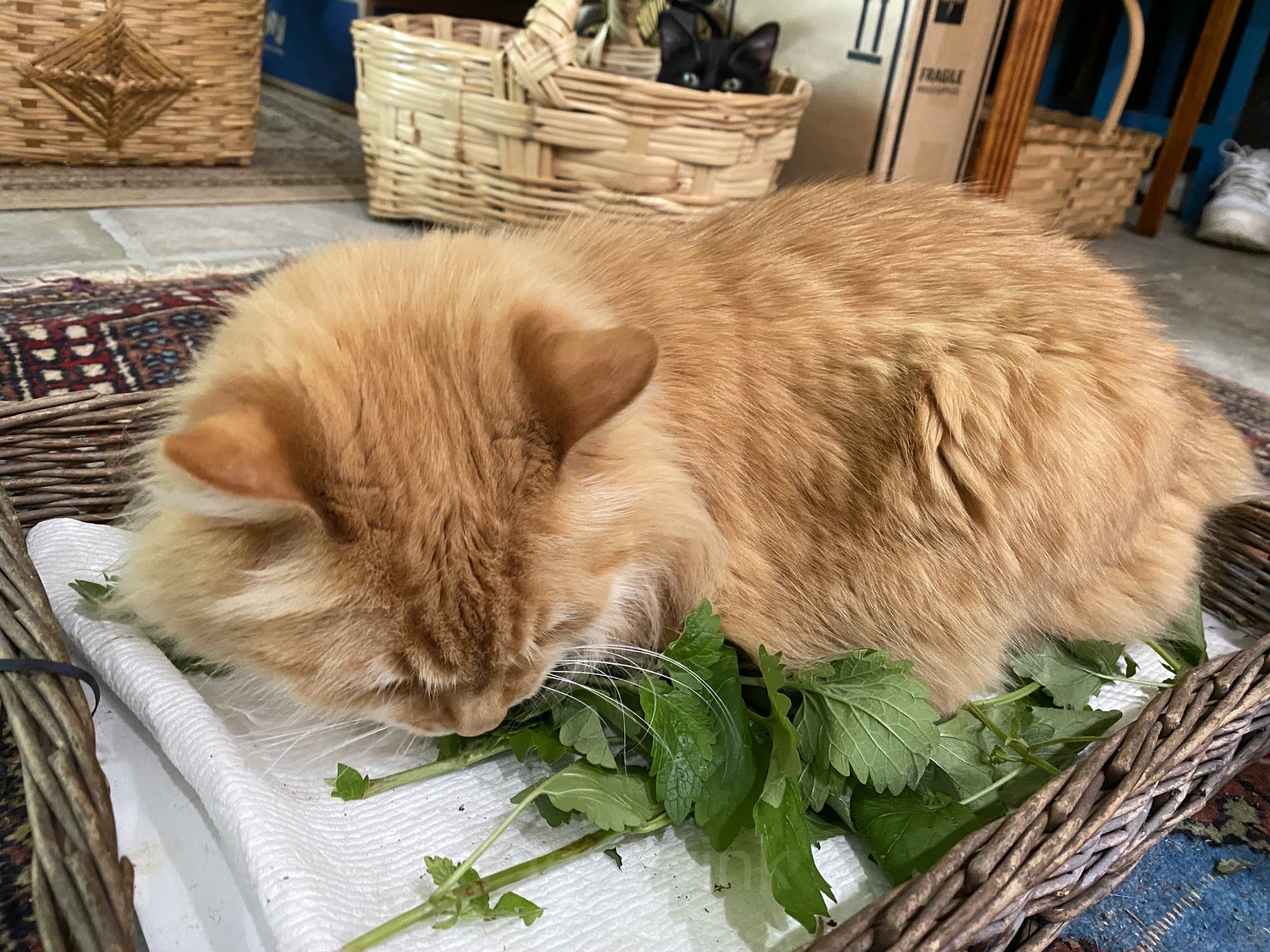 Catnip Seed - View 4