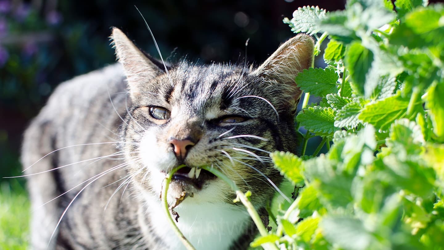 Catnip Seed - View 1