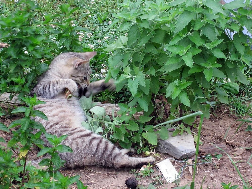 Catnip Seed - View 5