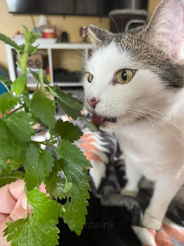 Catnip Seed - View 6