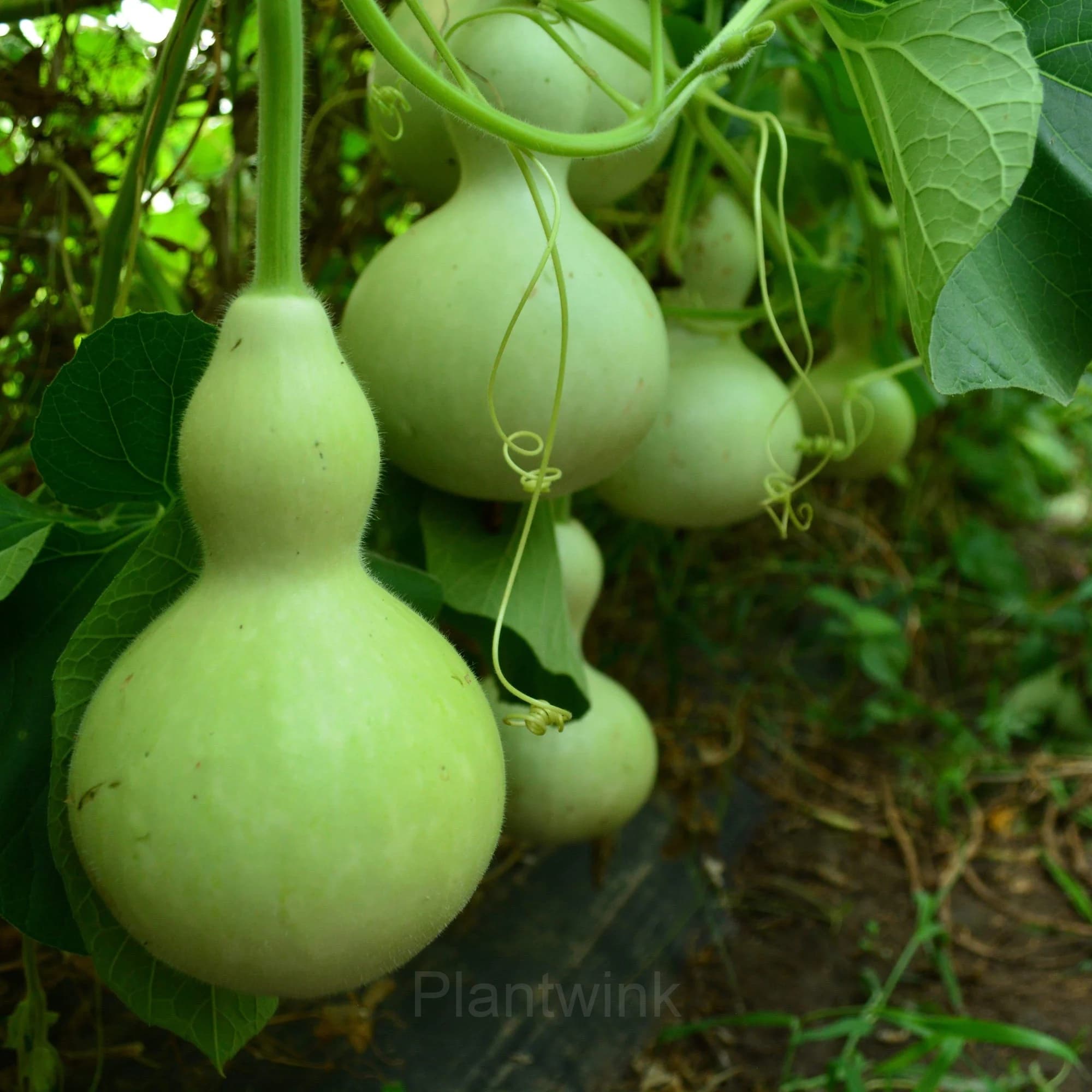Bottle Gourd Seed - View 2