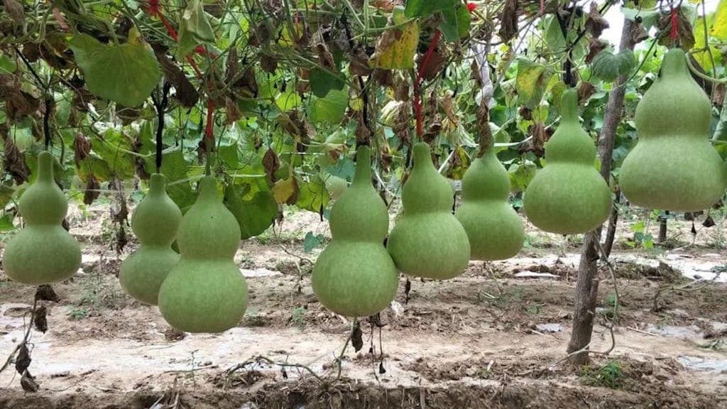 Bottle Gourd Seed - View 3
