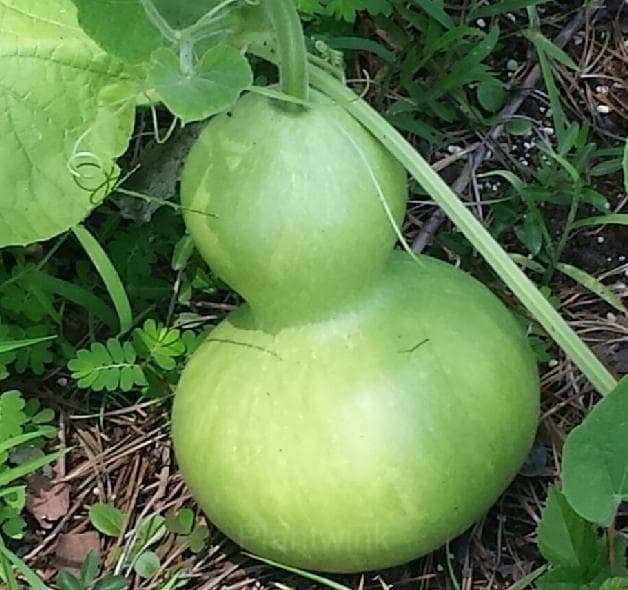 Bottle Gourd Seed - View 4