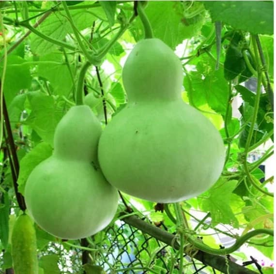 Bottle Gourd Seed - View 1