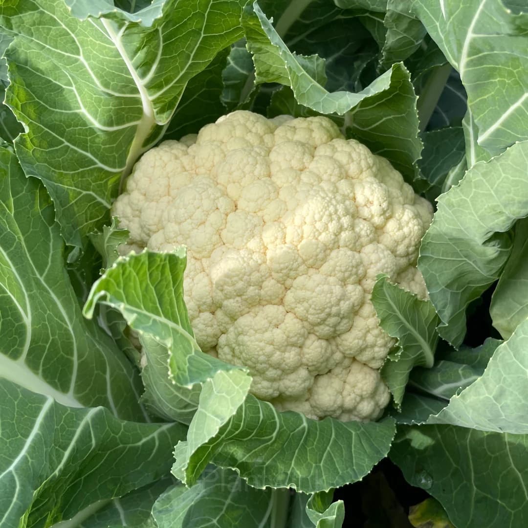 Cauliflower Seed - View 3
