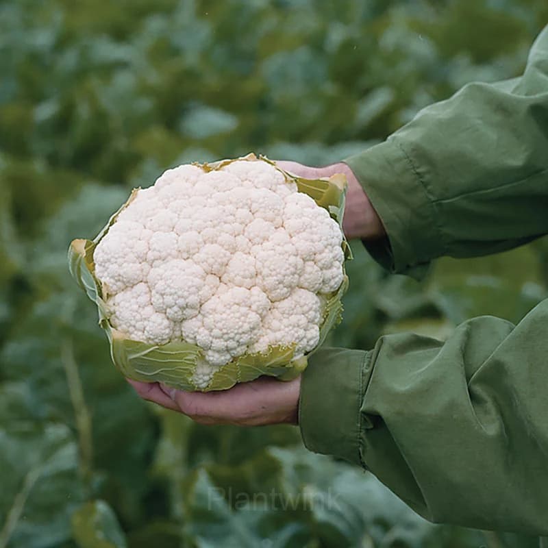 Cauliflower Seed - View 5