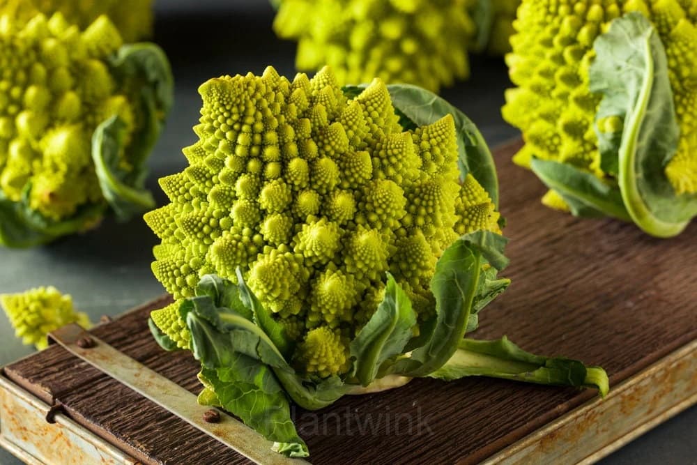 Romanesco Broccoli Seed - View 1
