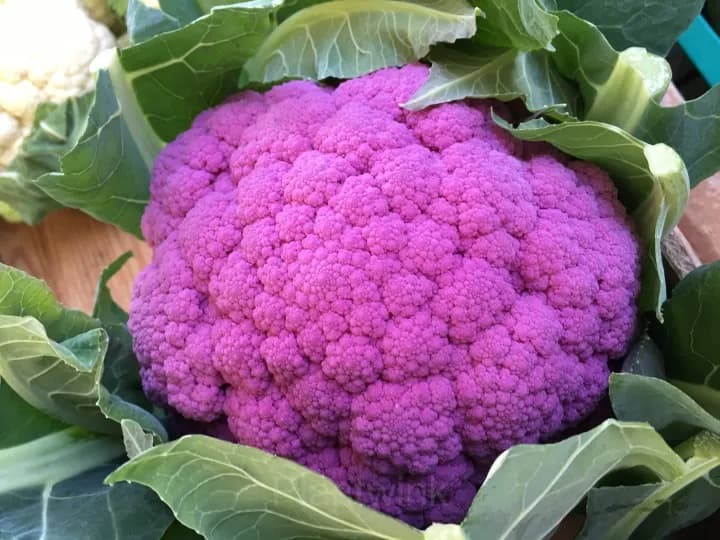 Romanesco Broccoli Seed - View 3