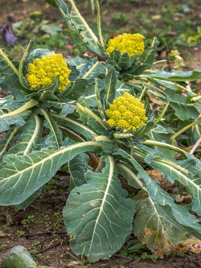 Romanesco Broccoli Seed - View 4