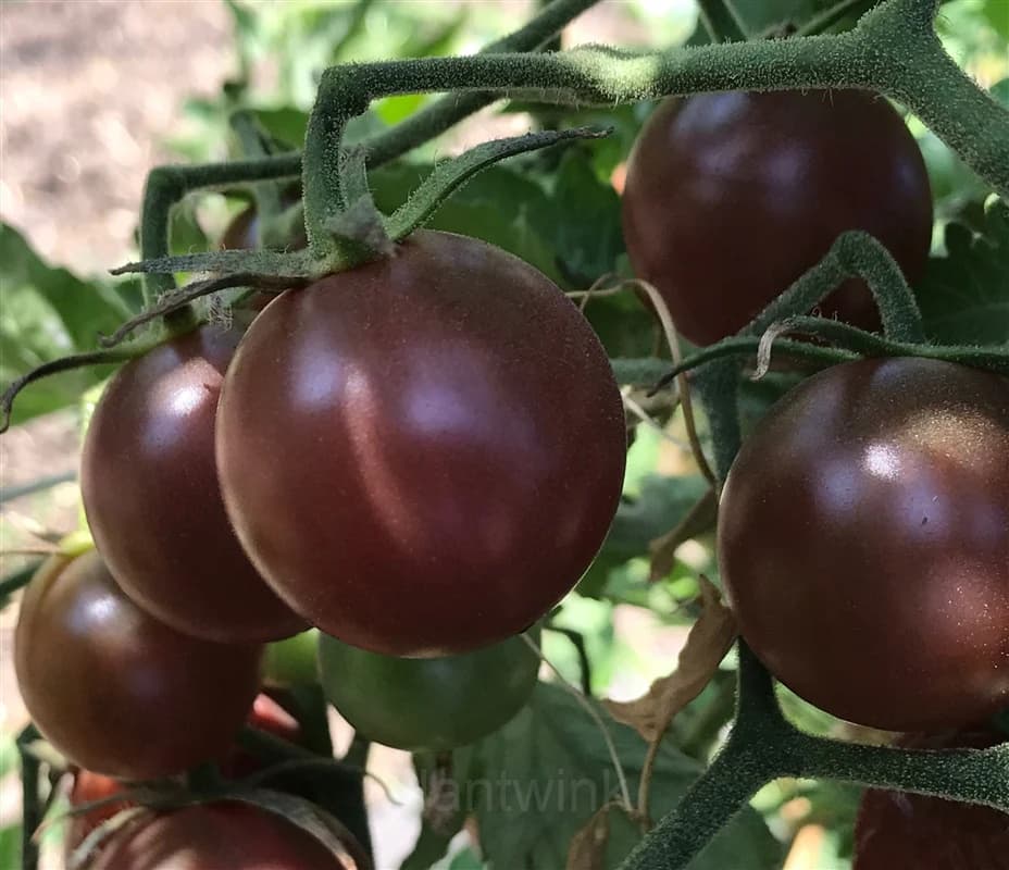 Chocolate Cherry Tomato Seed - View 3