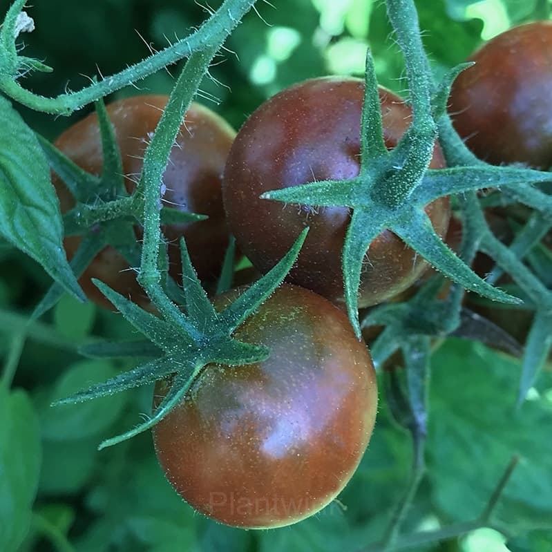 Chocolate Cherry Tomato Seed - View 4