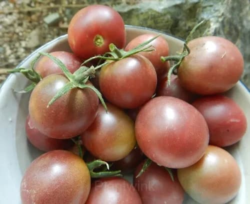 Chocolate Cherry Tomato Seed - View 5
