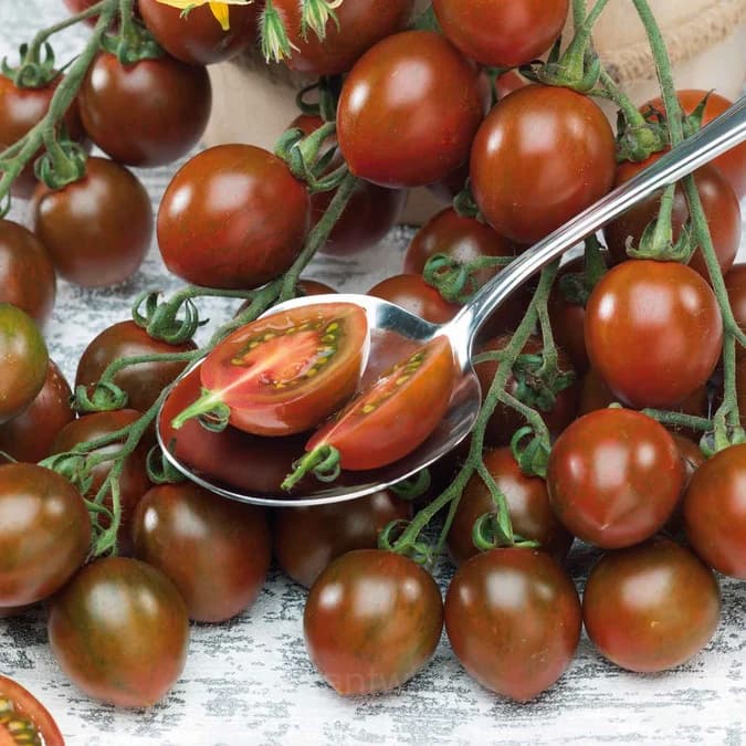 Chocolate Cherry Tomato Seed - View 1