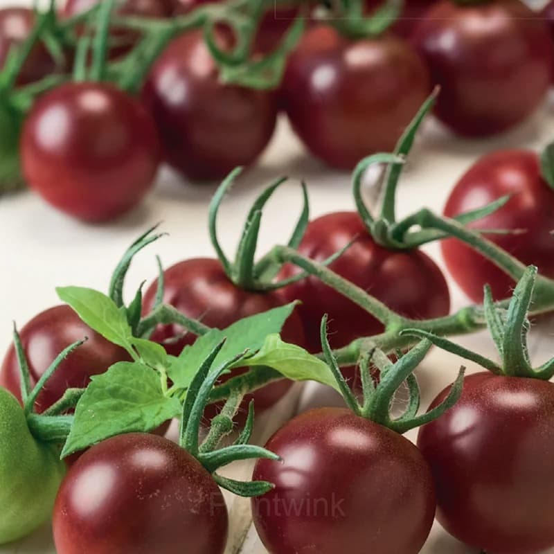 Chocolate Cherry Tomato Seed - View 6