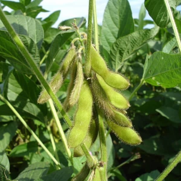 Edamame Soybean Seed - View 3