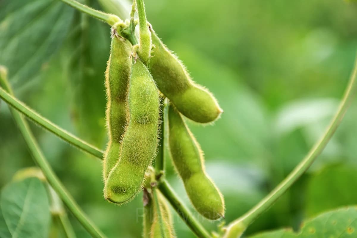 Edamame Soybean Seed - View 2