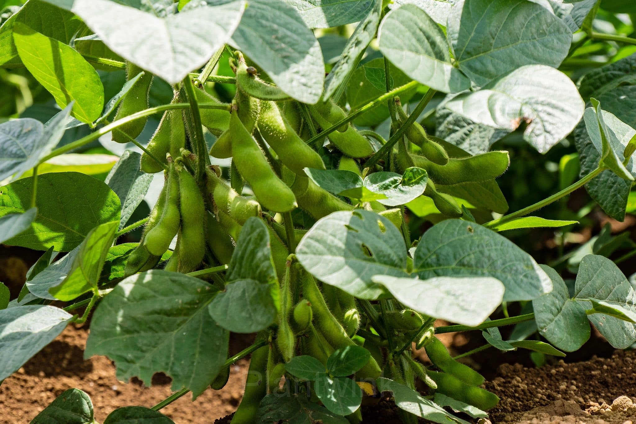 Edamame Soybean Seed - View 5