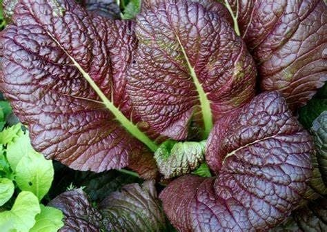 Red Giant Mustard Seed - View 3